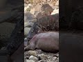 Komodo attacks pigs for its food