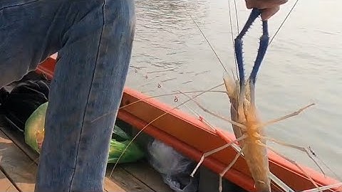 con tôm càng vá bự , duoc nguyen vlog