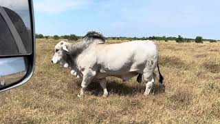 ECC Polled Chief 719 (S) | England Cattle Co.