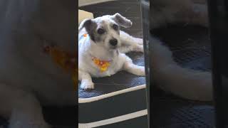 Boa noite meus amiguinhos #cachorro #modapet #pets #cachorrosdivertidos #petsfofinhos