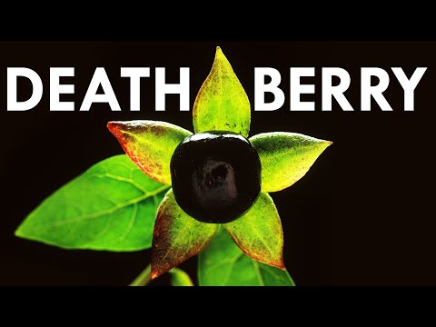 Video: Hur man dödar nattskugga i trädgården