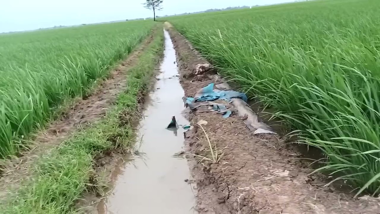 Inilah pesawahan Petani krasak sidamulya blok lengbaya 👍