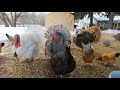 Fluffy Flock, Funny DeeDee, And Jimmy Shows Juarez How To Dance