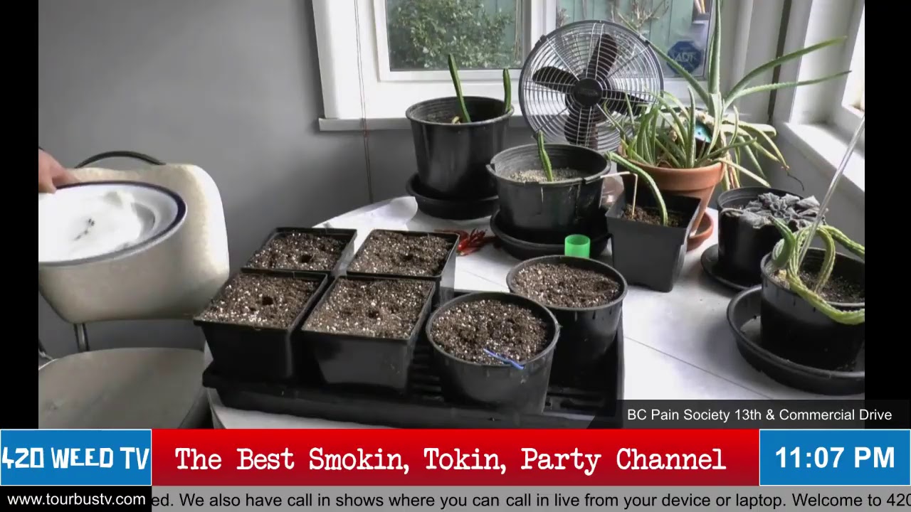 420 WEED TV - My Four Plants - The Adventures of Robin Weed: Weed TV - My Four Plants - The Adven...