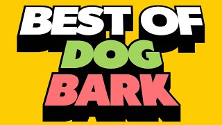 Best Of Dog Bark