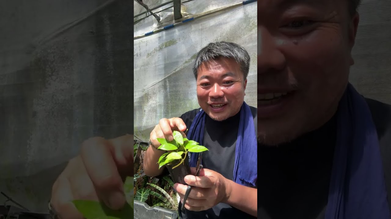 Cutting the overgrown hoya plants before planting - YouTube