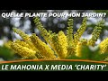 Mahonia x media charity  quelle plante pour mon jardin