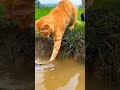oyen nyari belut di sawah 😺😺#funny #cat #trending #viral