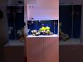 Lps and pipefish tank aquarium reef marineaquarium fish reeftank saltwateraquarium