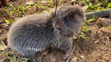 Phượt Hà Giang Gặp Chợ Cóc Bán Toàn Đặc Sản | Miền núi tây bắc