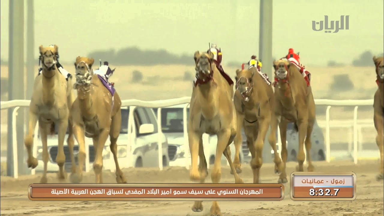 الشوط الرابع من ختام سباق الهجن على سيف سمو أمير البلاد المفدى