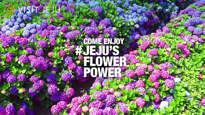 [4K Travel] Sensational Summer Flowers on Jeju Island, South Korea - DayDayNews