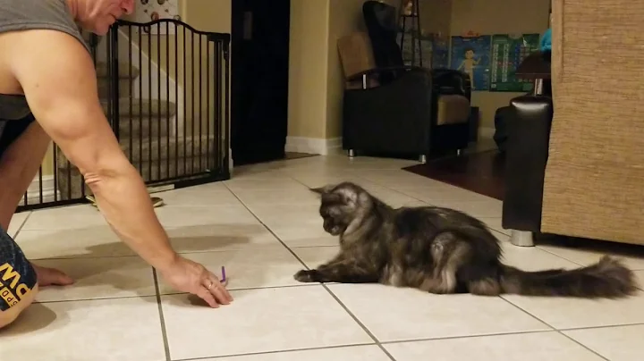 Smart Alisa, Maine Coon cat