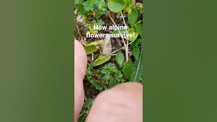 Fascinating adaptations of Alpine Wildflowers. See full video to learn the whole story! - DayDayNews