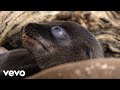 Raphaelle Thibaut - Leo Found a Home (From "Disneynature: Sea Lions of the Galapagos")