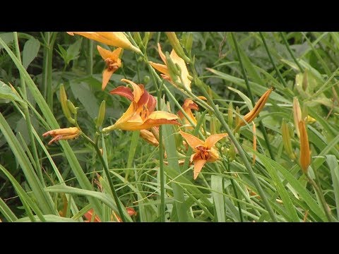 Video: Daylily: Una Planta Perenne Sin Pretensiones De Moda Para El Jardín