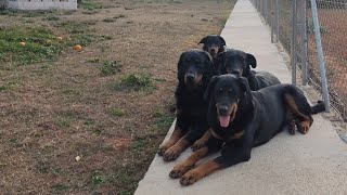 EL MEJOR CONSEJO PARA LA RELACIÓN ENTRE TU PERRO Y TÚ