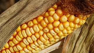 WSZYSTKO o uprawie - Kukurydza cukrowa - uprawa warzyw | infoUprawa