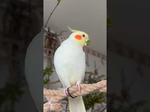 Листочек снямкал) #попугай #parrot