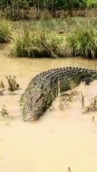 Saltwater Crocodile - Animals that has the Strongest Bite Force - YouTube