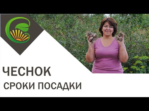 Чеснок  Сроки посадки