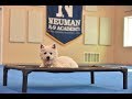 Coconut (West Highland Terrier) Puppy Camp Dog Training Video Demonstration