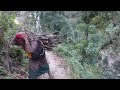 Collecting and carrying firewood for cooking purpose || Traditional life