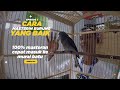 Joki Odon Cara Memaster Burung Yang Baik Ampuh Murai Batu Cepat Menirukan Suara Masterannya Mp3 - Mp4 Download
