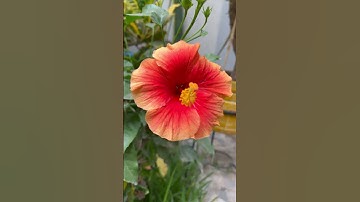 Thumbnail of El amor es como una flor 🌺 #romanticas #music #musica #flowers