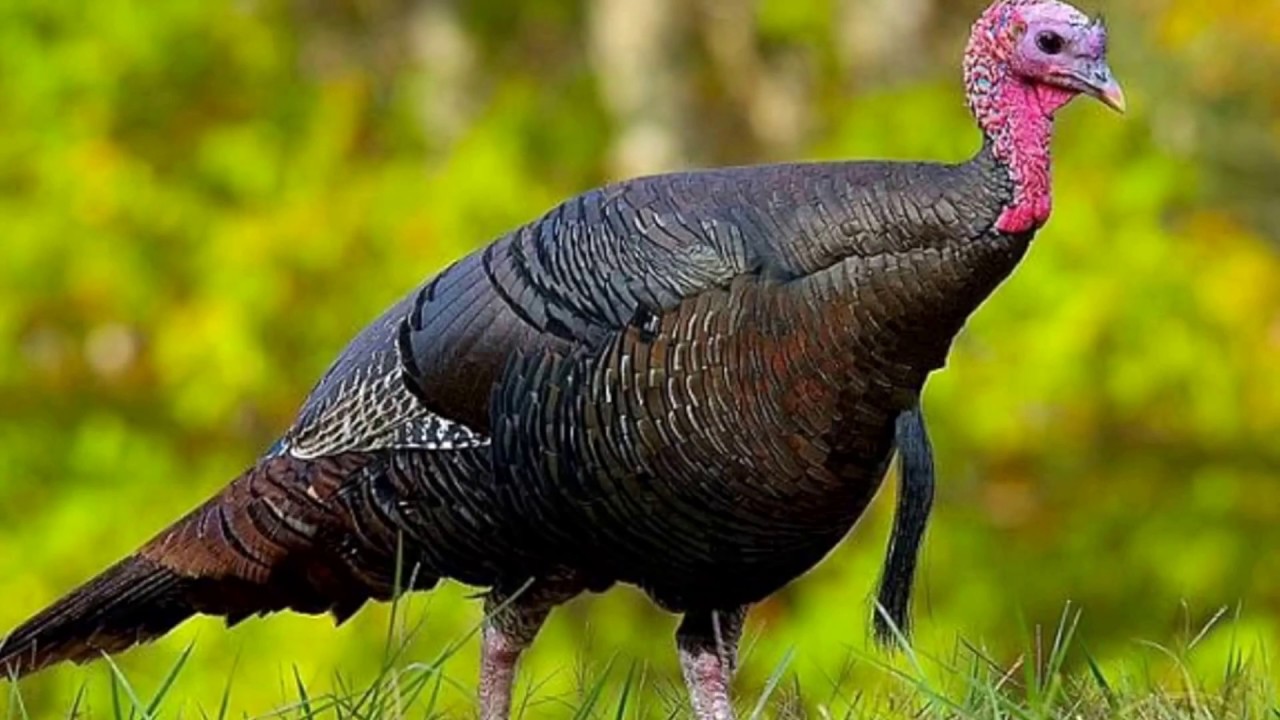 The grouse gà gô YouTube