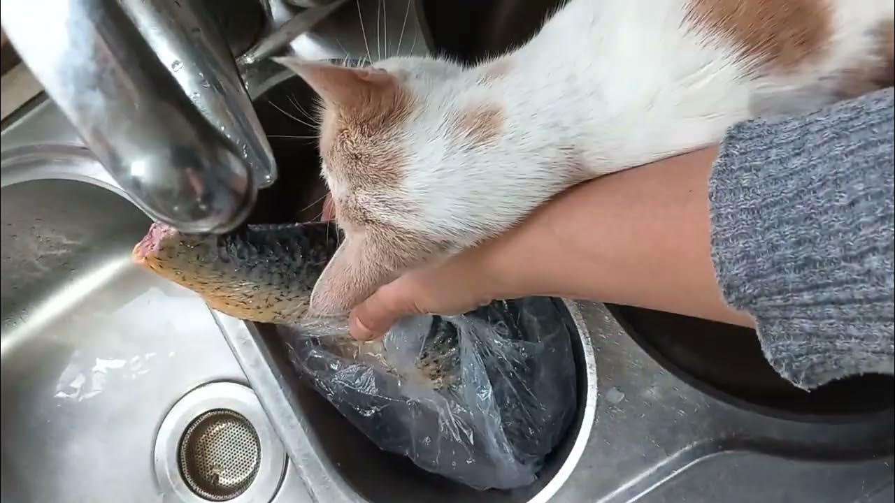 my-cat-rubs-his-head-on-my-wrist-to-give-him-fish-youtube