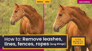 How to Remove Anything in Photoshop: Easy way to Remove Equine Photo Halters, Leashes, Fences etc