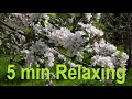 Relaxing Nature Sounds - Birds Chirping in a Spring Garden - Calming 5 Min Mindfulness Meditation