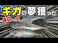 【アジング】ギガアジ！尺アジ連発！冬の山陰はアジング天国_ギガの夢獲った！