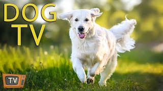 DOG TV: Beat Dog Anxiety with of Relaxing Music and Entertaining Videos - Music Collection for Dogs