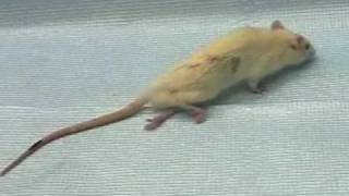 Paralyzed rat walks again with human Embryonic Stem Cells.