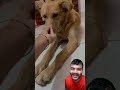 trusted person a home a dog || #maliindrajit #education #animallovers #dogshorts #doglife #doglove
