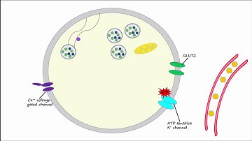 Regulation of Insulin Release and Insulin Action