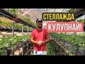 Стеллажларда кулупнай йетиштириш. Эксклюзив!!!