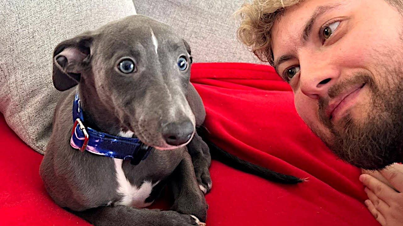 TO NASZ NOWY PIESEK AYRA! 🐶