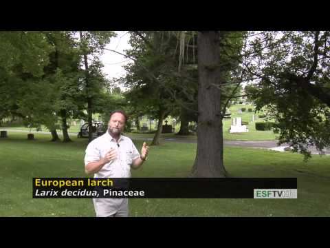 Trees with Don Leopold - European larch