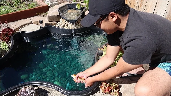 ADDING MY KOI FISH TO THE POND - BUILDING A POND PART 3