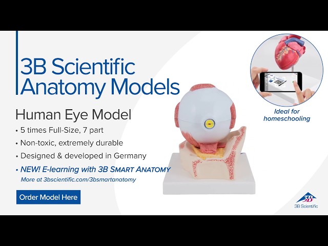 Human Eye Model, 5 times Full-Size, 7 part - 3B Smart Anatomy
