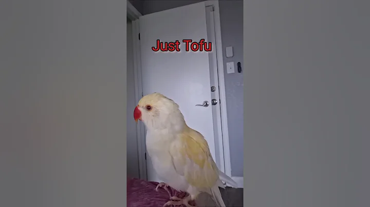 @white_and_fun  12/21/2025 #parrot  #indianringneck #talkingparrot #shorts #Tofuindianringneck