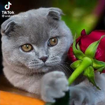С днём рождения | милое поздравление от котика 🐱🌺 - YouTube