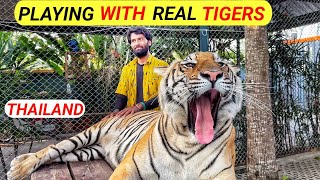 PLAYING WITH TIGERS IN THAILAND | TIGER PARK PATTAYA |