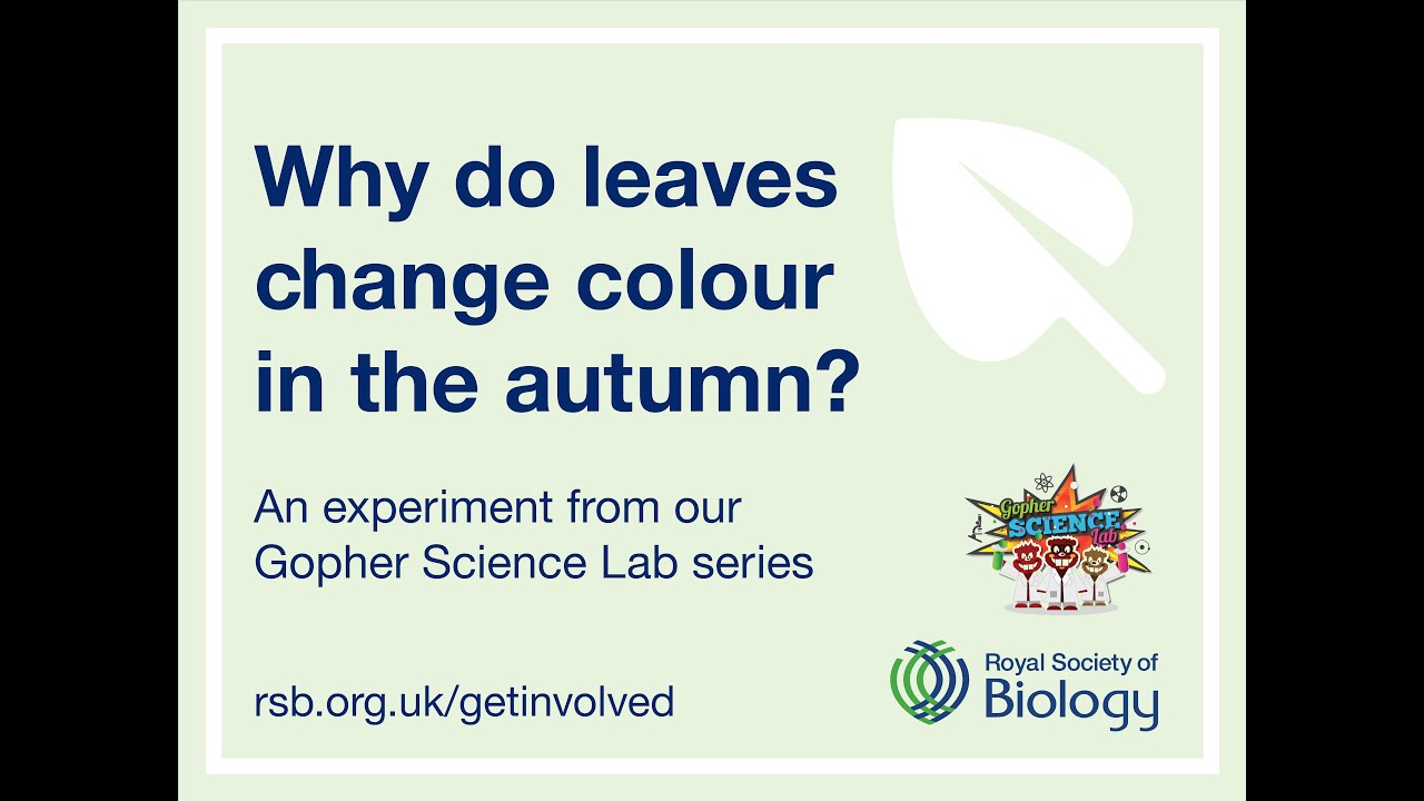 Why Do Leaves Change Colour In The Autumn