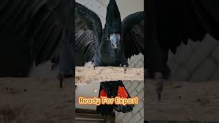Import & Export Birds #gfx #shorts