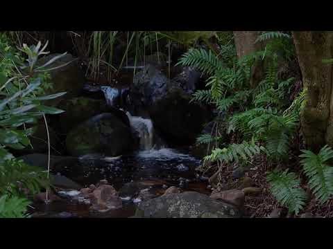 Video: Welche Faktoren bestimmen, wie viel Wasser in einen Bach fließt?