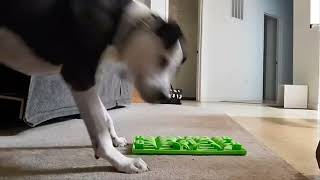 Enrichment Essentials: Silicone Foraging Mat (FB live recording) by J-R Companion Dog Training 77 views 9 months ago 1 minute, 58 seconds